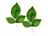Bilwa | Beil | Bel Patra leaves
